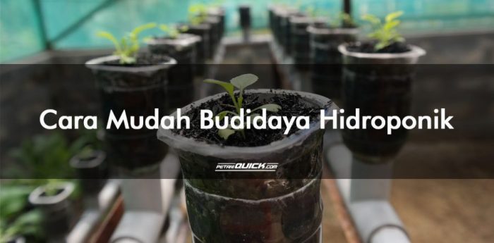 Bagaimana Cara Memulai Bisnis Hidroponik di Rumah?